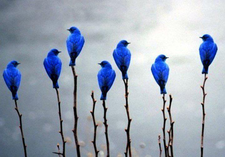 National Bluebird of Happiness Day