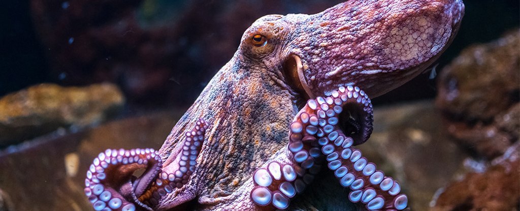 World Octopus Day