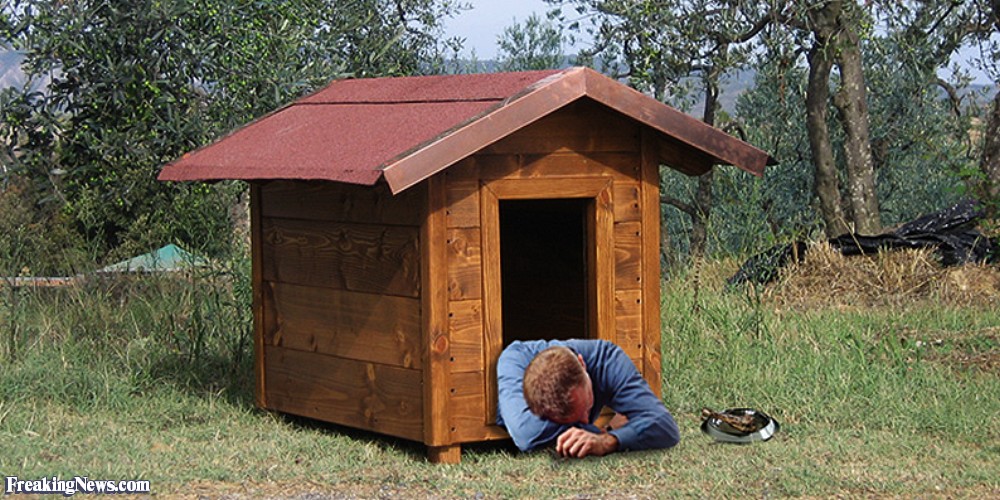 National Get Out of the Doghouse Day