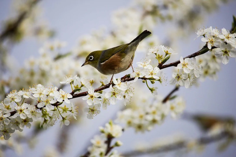When is The First Day of Spring - Bird and Blossom - Image Credit: Pixabay