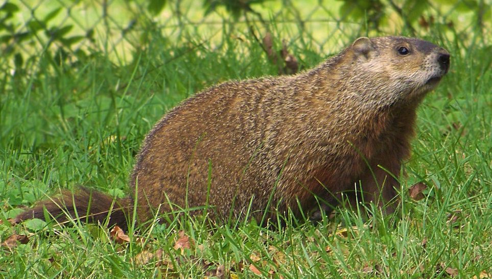 When is Groundhog Day This Year and How to Celebrate and Happy Groundhog Day