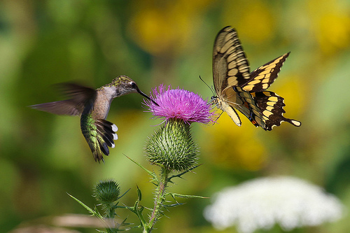 National Butterfly and Hummingbird Day