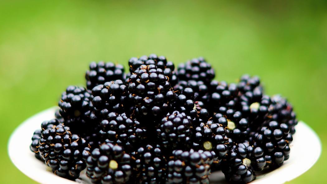 National Poisoned Blackberries Day