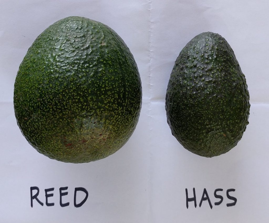 When is Avocado Season Types of Avocados: Difference Between Hass Avocado and Reed Avocado