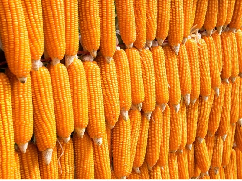 Types of Corn and When is Corn Season