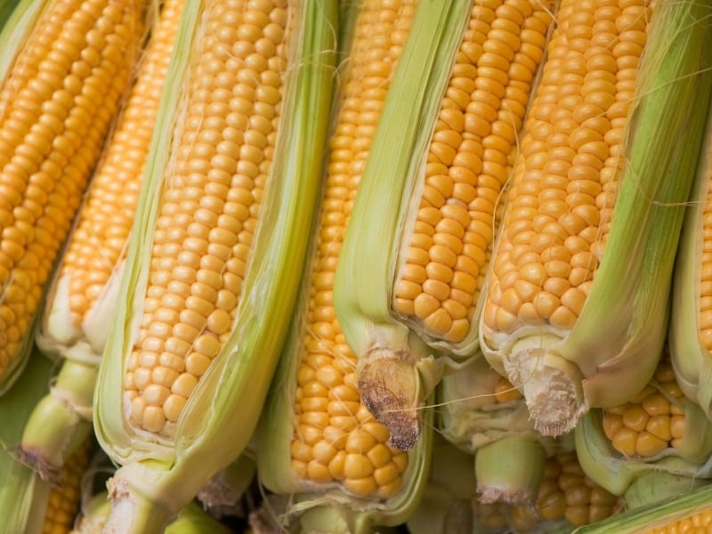 Types of Corn and When is Corn Season