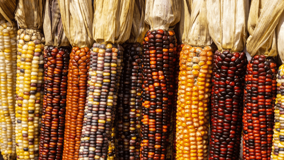 Types of Corn and When is Corn in Season