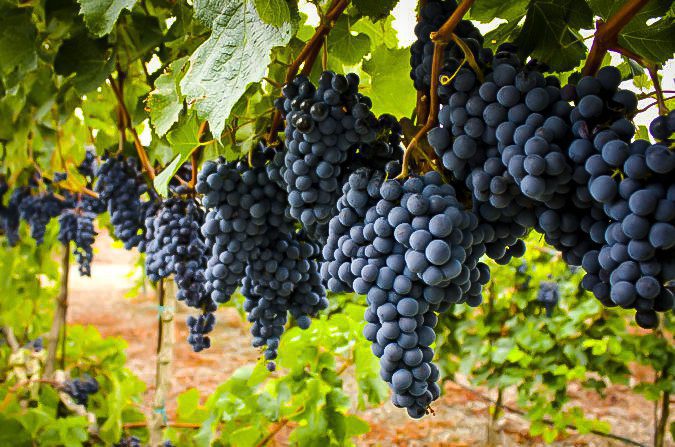 When is Grape Season and Types of Grape: Concord Grape