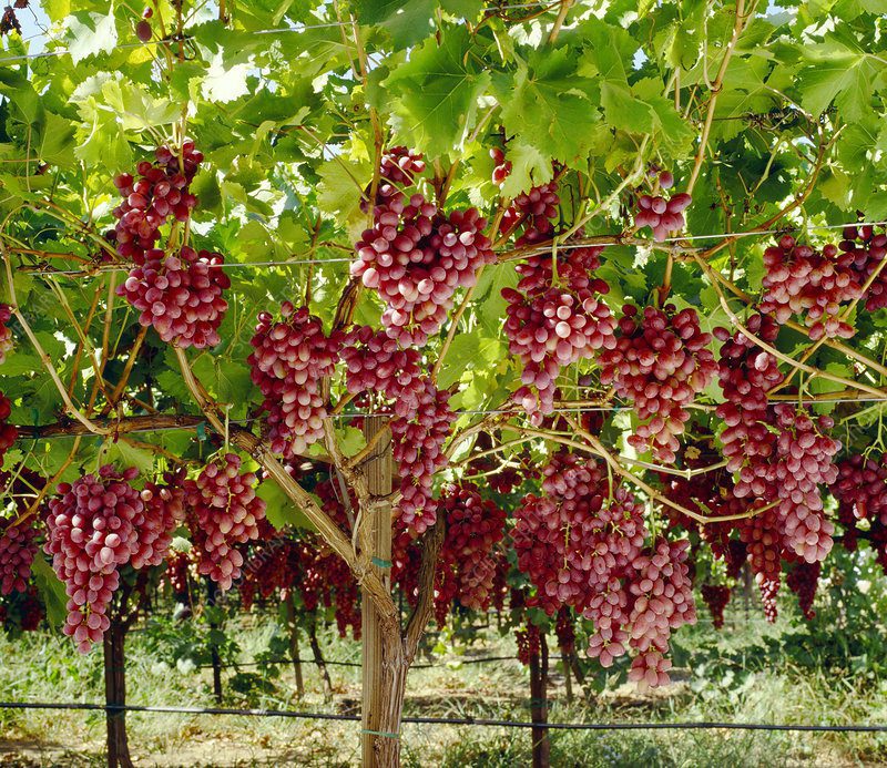 When is Grape Season and Types of Grape: Crimson Seedless Grape