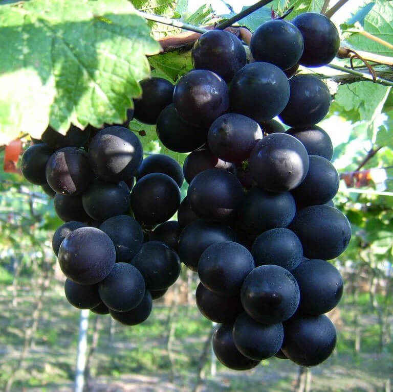 When is Grape Season and Types of Grape: Kyoho Grape