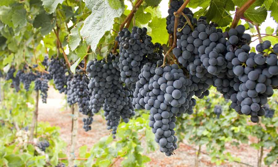 When is Grape Season and Types of Grape: Lemberger Grape