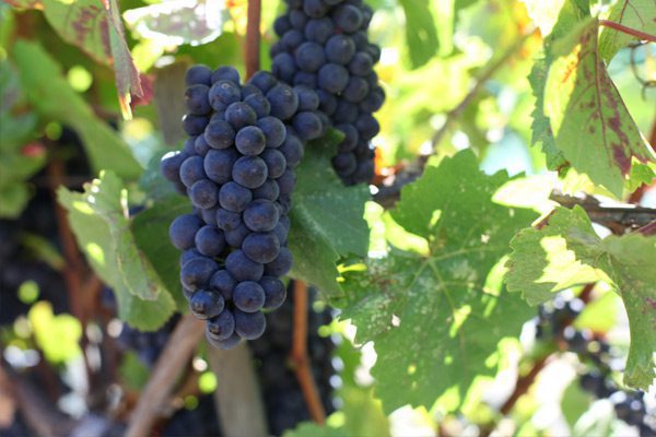 When is Grape Season and Types of Grape: The Pinot Noir Grape