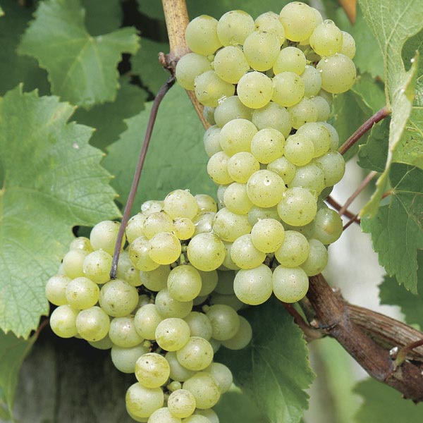 When is Grape Season and Types of Grape: Riesling Grapes
