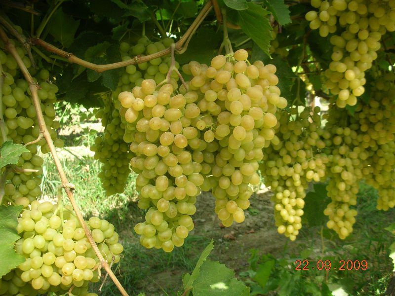 When is Grape Season and Types of Grape: Sultana Grape