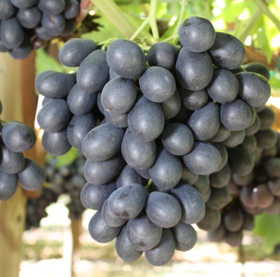 When is Grape Season and Types of Grape: Sweet Jubilee Grape