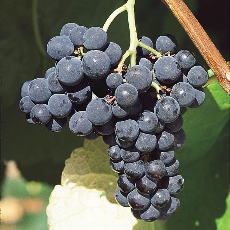 When is Grape Season and Types of Grape: Valiant Grape
