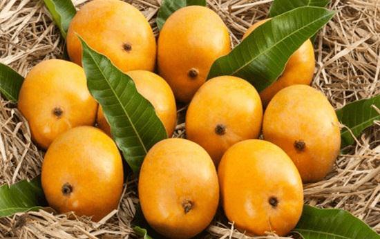 When is Mango Season and Where do Mangoes Grow and Types of Mango: Alphonso