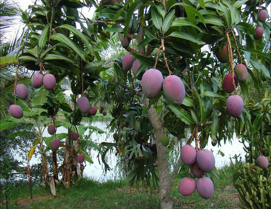 When is Mango Season and Where do Mangoes Grow and Types of Mango: Amrapali