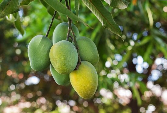 When is Mango Season and Where do Mangoes Grow and Types of Mango: Banganpalli