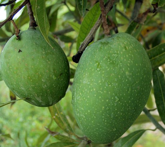 When is Mango Season and Where do Mangoes Grow and Types of Mango: Bombay Green