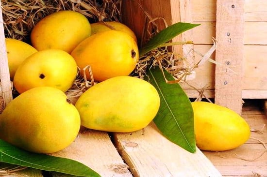 When is Mango Season and Where do Mangoes Grow and Types of Mango: Chausa