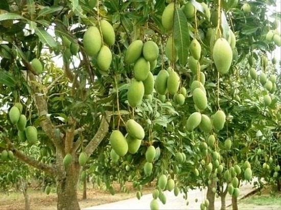 When is Mango Season and Where do Mangoes Grow and Types of Mango: Chok Anan