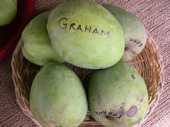 When is Mango Season and Where do Mangoes Grow and Types of Mango: Graham