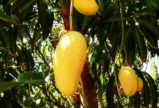 When is Mango Season and Where do Mangoes Grow and Types of Mango: Honey Ataulfo