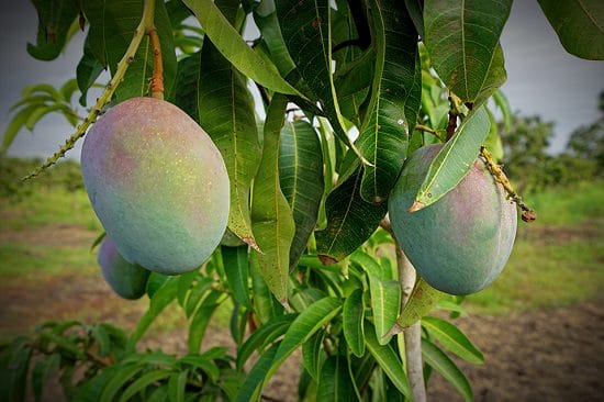 When is Mango Season and Where do Mangoes Grow and Types of Mango: Keitt