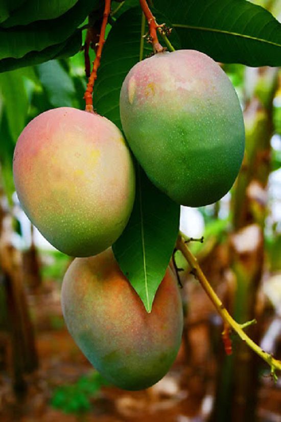 When is Mango Season and Where do Mangoes Grow and Types of Mango: Kent