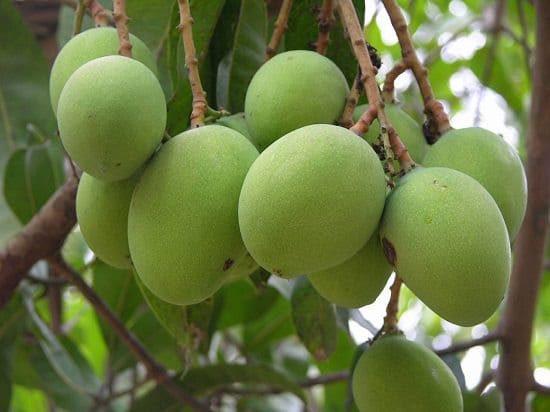 When is Mango Season and Where do Mangoes Grow and Types of Mango: Kesar