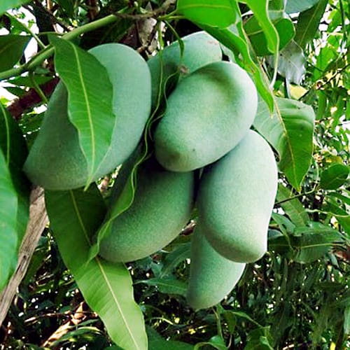 When is Mango Season and Where do Mangoes Grow and Types of Mango: Khieo Sawoei Sampran