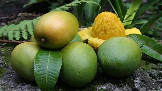 When is Mango Season and Where do Mangoes Grow and Types of Mango: Langra