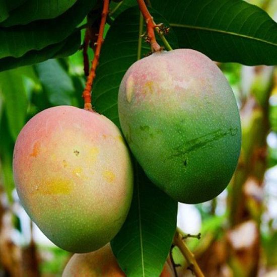 When is Mango Season and Where do Mangoes Grow and Types of Mango: Neelam