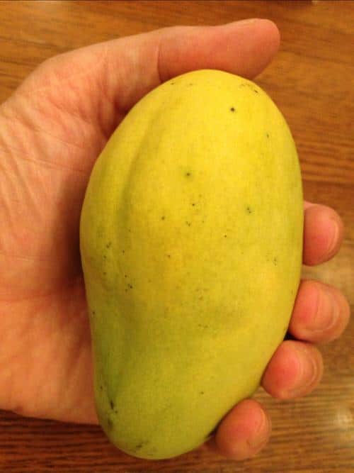 When is Mango Season and Where do Mangoes Grow and Types of Mango: Ok Rhong Damnoen