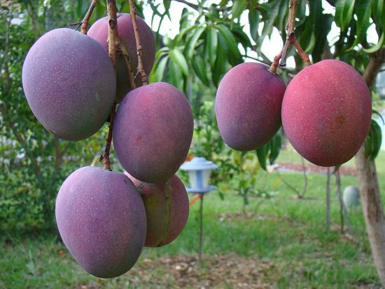 When is Mango Season and Where do Mangoes Grow and Types of Mango: Tommy Atkins
