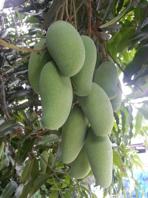 When is Mango Season and Where do Mangoes Grow and Types of Mango: Tong Dam