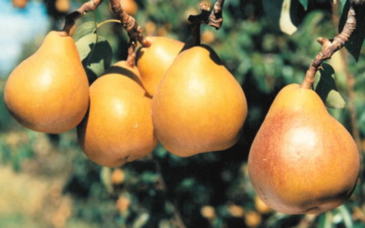 When is Pear Season and health benefits of pears and Types of Pears: Taylors Gold Pear