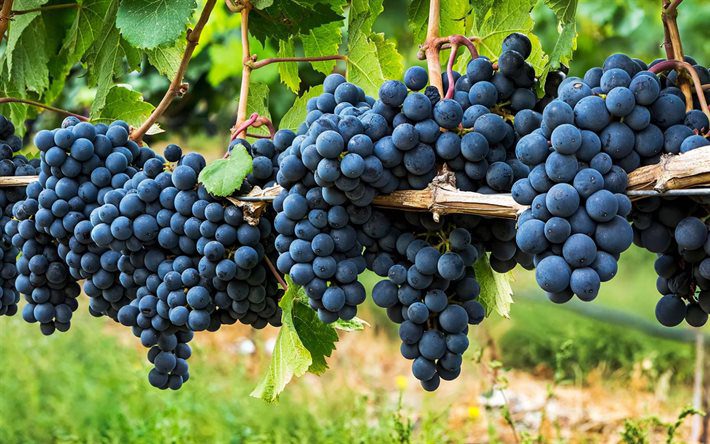 When is Grape Season and Types of Grapes and When is Grape Ready to Pick