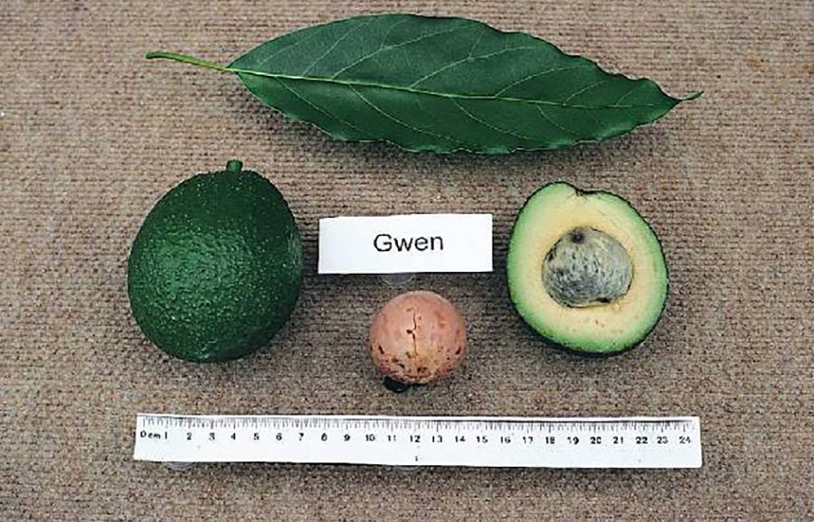 When is Avocado Season and Avocado Nutrition Facts and Types of Avocados: Gwen Avocado