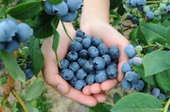 When Are Blueberries in Season in the United States