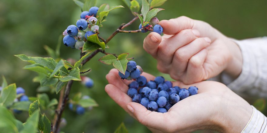When Are Blueberries in Season in the United States