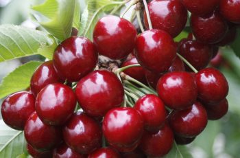 When is Cherry Season, Types of Cherries, When is Cherry Ready to Harvest and Cherry Nutrition Facts