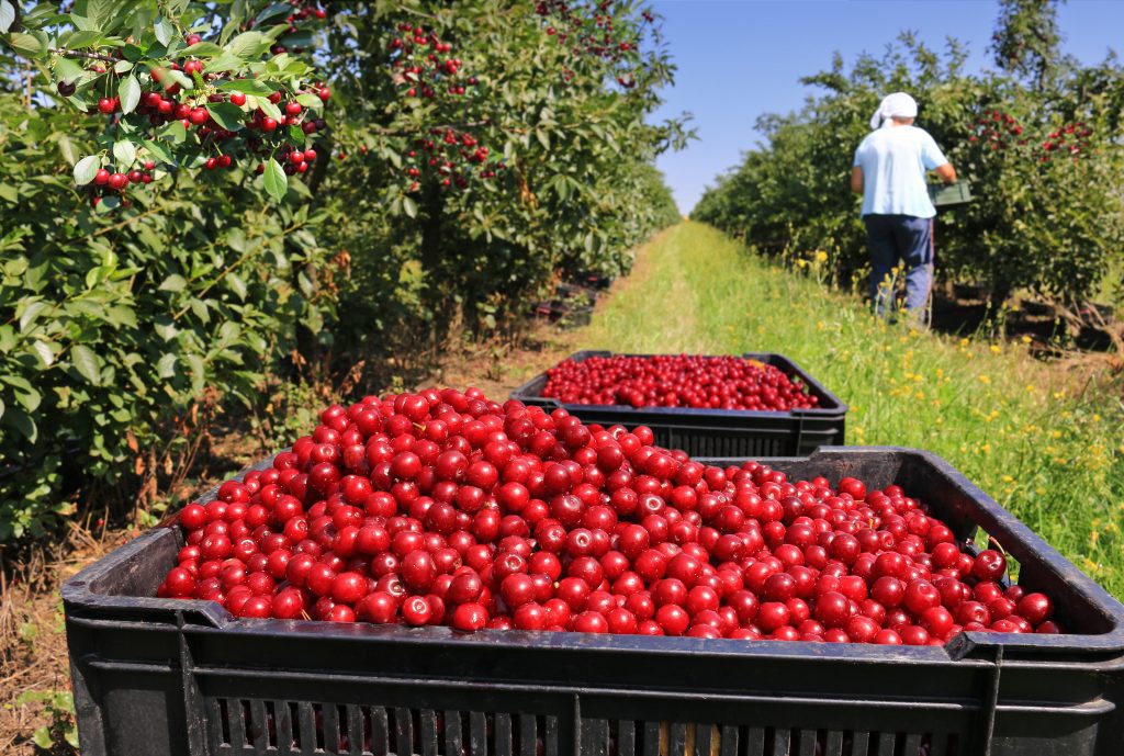 When is Cherry Season, Types of Cherries, When is Cherry Ready to Harvest and Cherry Nutrition Facts