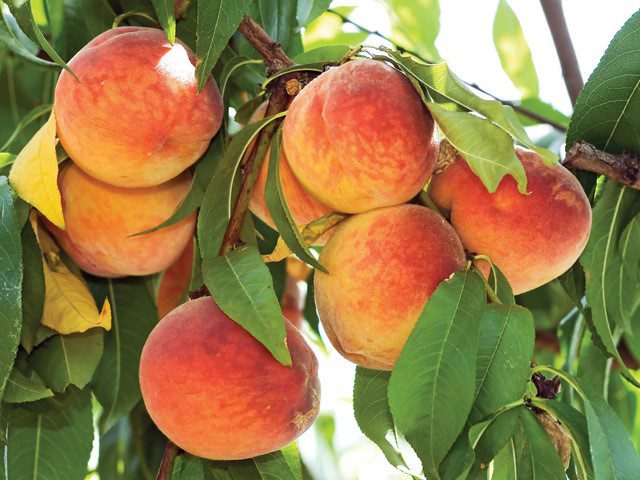 When is Peach Season and Types of Peaches