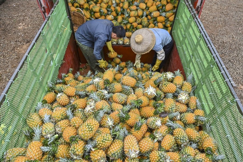 When is Pineapple Season Pineapple Harvest Season and Types of Pineapple