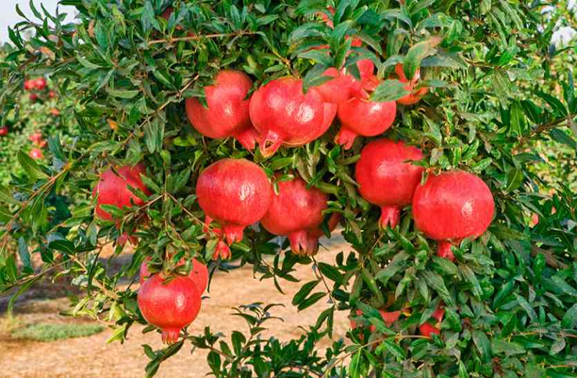 When is Pomegranate Season and Pomegranate Nutrition Facts