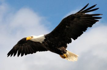 american-eagle-day