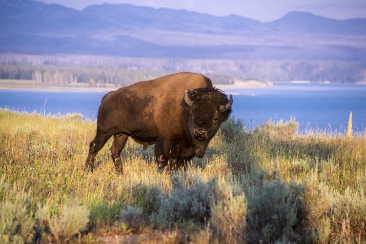 Bison-ten Yell Day and How to Celebrate