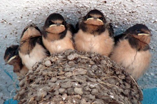 When is Crowded Nest Awareness Day This Year 